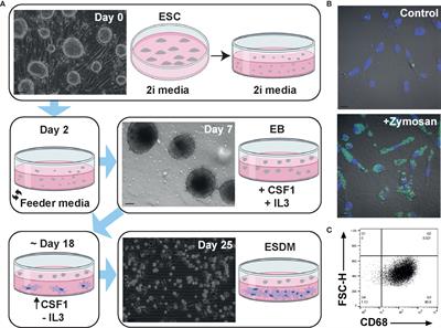 Transcriptomic Analysis of Rat Macrophages